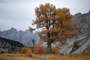 larch tree on Slemenova Spica, Vrsic, Sloveni