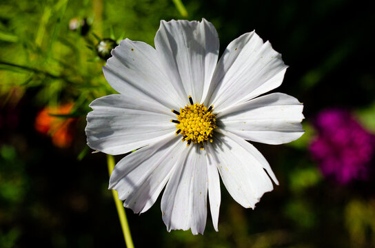 Autumn Aster flowers with water drops