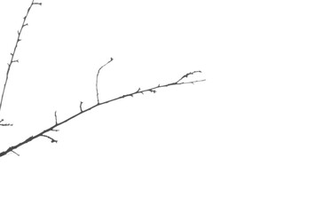 Tree branch shadow overlay.