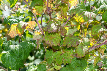 Chlorotic spots of raspberry blackberry virus. Symptoms of jaundice on green blackberry leaves, pests have eaten the leaves. farming and gardening. - obrazy, fototapety, plakaty