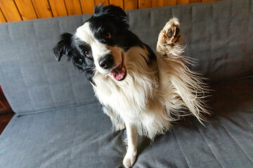 Funny portrait of puppy dog border collie waving paw sitting on couch. Cute pet dog resting on sofa...