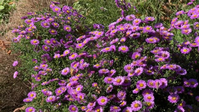 purple aster flowers for butterflies and bees in garden.