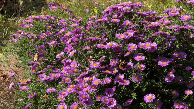 Fall aster flowers new England for butterflies and bees.