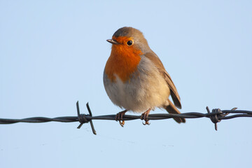 Close up of a European Robin (Erithacus rubecula) calling in spring