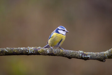 little cute bird on the branch, Eurasian Blue Tit, Cyanistes caeruleus