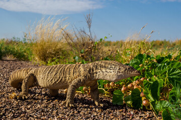 Spencer's monitor on the side of a small road in the Barkly Tableland, Northern Territory, Australia 
