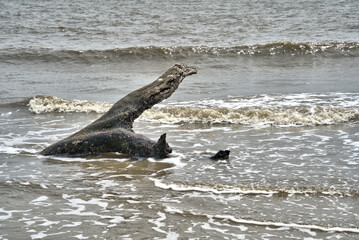 Fototapeta premium Dead tree limb washing ashore on Jekyll Island, Georgia
