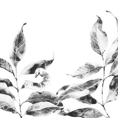 Twigs with dry leaves