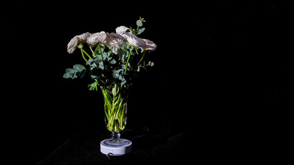 Beautiful romantic bouquet of fresh pink buttercups rotate in a glass vase on a black background. Floristry and decoration for the holidays. Still life art. delicate flowers for girls for a wedding