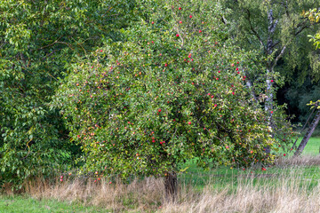 Fototapeta na wymiar Einzelner Apfelbaum voll behangen mit zahlreichen Äpfeln steht in einem Obstgarten auf einer Wiese 
