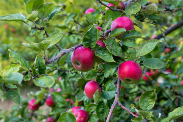 Rote, reife Äpfel hängen an einem Apfelbaum neben zahlreichen grünen Blättern kurz vor der Ernte im Herbst