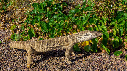 Spencer's monitor on the side of a small road in the Barkly Tableland, Northern Territory, Australia 