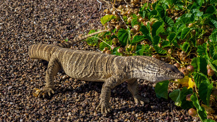 Spencer's monitor on the side of a small road in the Barkly Tableland, Northern Territory,...