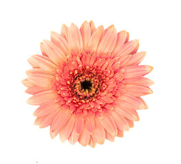 gerbera flower isolated on transparent png