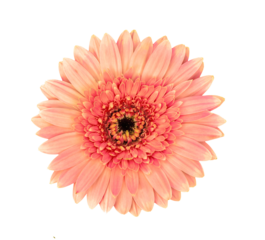gerbera flower isolated on transparent png