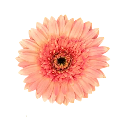 Zelfklevend Fotobehang gerbera flower isolated on transparent png © sommai