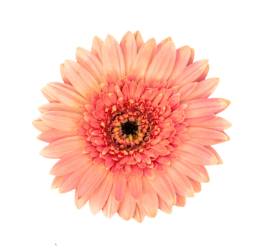 gerbera flower isolated on transparent png