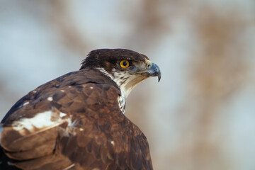 Bussard