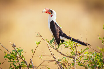 Hornbill