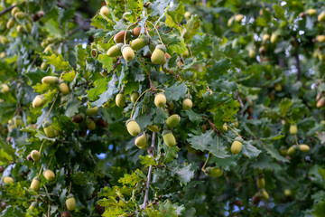 Some green acorns hanging at the oak tree in autumn ready for harvesting