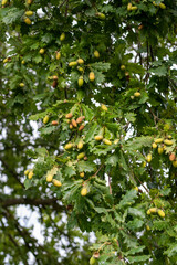Some green and brown acorns hanging at the branaches of an oak tree with several green leafes in autumn ready for harvesting 