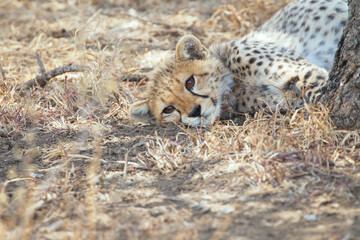 Gepard
