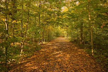 Herbst, Rosental, Auwald, Waldweg im Rosental an der Weißen Elster, Leipzig, Sachsen, Deutschland	