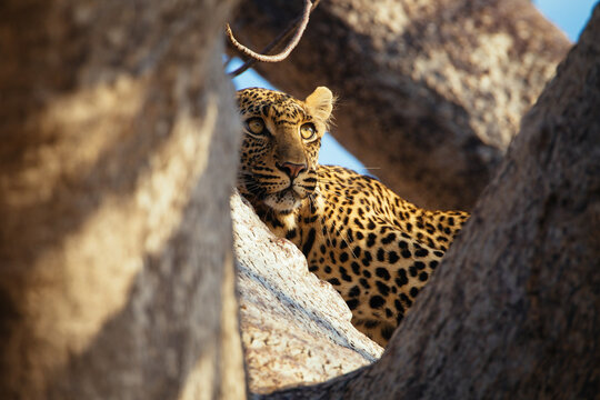 Leopard
