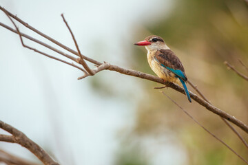 King Fisher