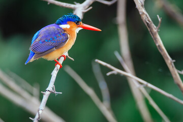 King Fisher