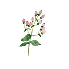 A branch pink cute tutsan watercolor illustration 