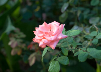 Beautiful pink rose with green natural background