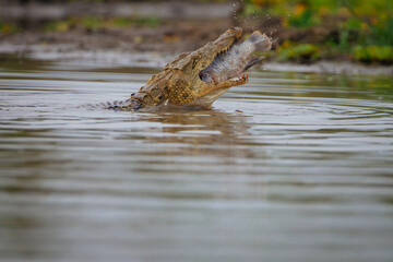 Obraz premium Krokodil frisst Fisch