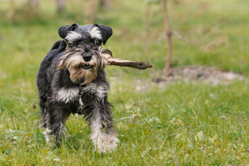 Miniature schnauzer dog playing with stick on grass outdoors