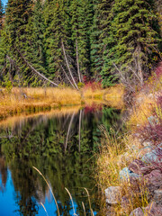 A Backwater Slough off of the North Fork River in Glacier National Park, Montana, USA