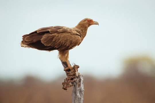 Adler