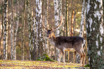 Rotwild im Hochwildpark im Winter