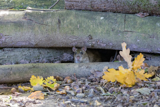 Brown Rat nesting in some old logs