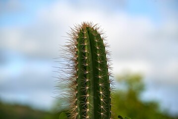 Selective focus shot of cactus with sharp thin needles