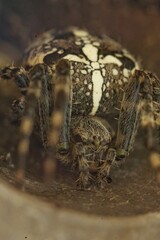 macro foto of a garden spider with a big yellow cross on its back