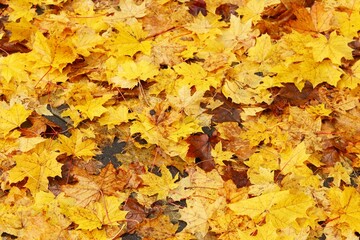 Naklejka na ściany i meble Background, texture ground strewn with yellow fallen maple leaves