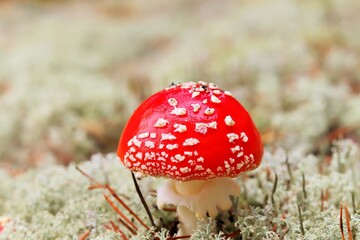 A poisonous mushroom with a bright red hat in a forest in a clearing overgrown with light moss