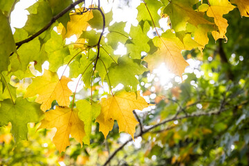 Sugar maple leaves 