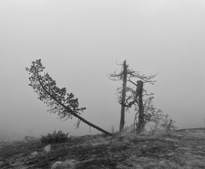 trees in fog