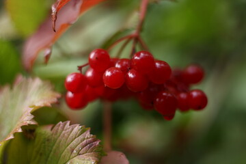 red currant bush