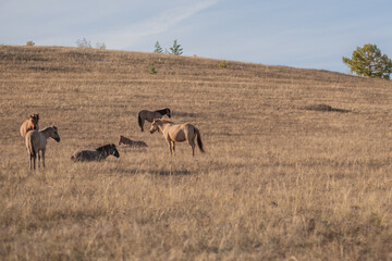 herd of horses. horses are resting in the field. horses in the pasture