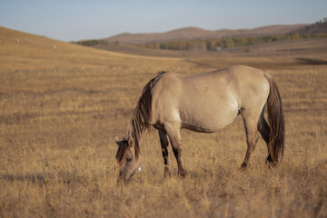 the horse eats grass in the field. horse in the pasture. wild horses