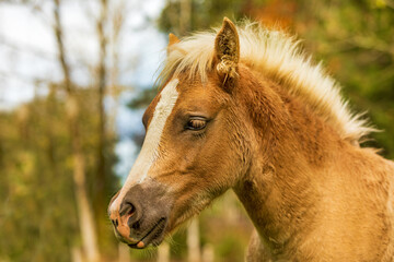 Fototapeta premium Haflinger - Fohlen - Pferd - niedlich - Pony