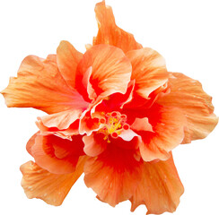 beautiful orange double hibiscus flower