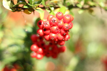 red currant bush